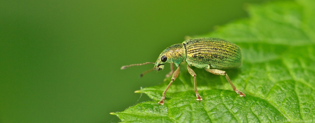 Phyllobius sp (© Nico Vereecken)